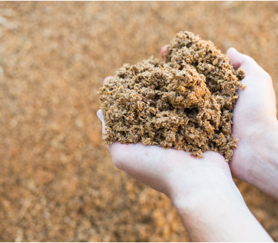 Bagasse / Sugar Cane 